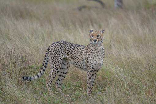 cheetah in the open standing in tall savannah grasses