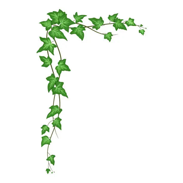 Vector illustration of Ivy corner isolated on white background, climbing vine with green leaves. Vector cartoon creeper