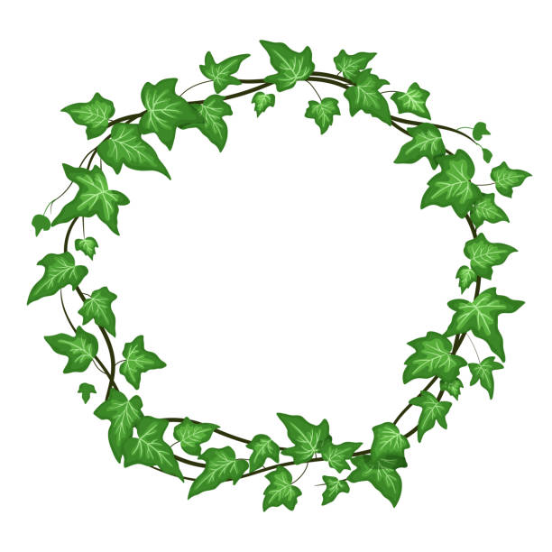 白い背景に孤立したツタの丸い花輪、緑の葉でつるを登る。ベクター漫画フレーム - ivy vine leaf frame点のイラスト素材／クリップアート素材／マンガ素材／アイコン�素材