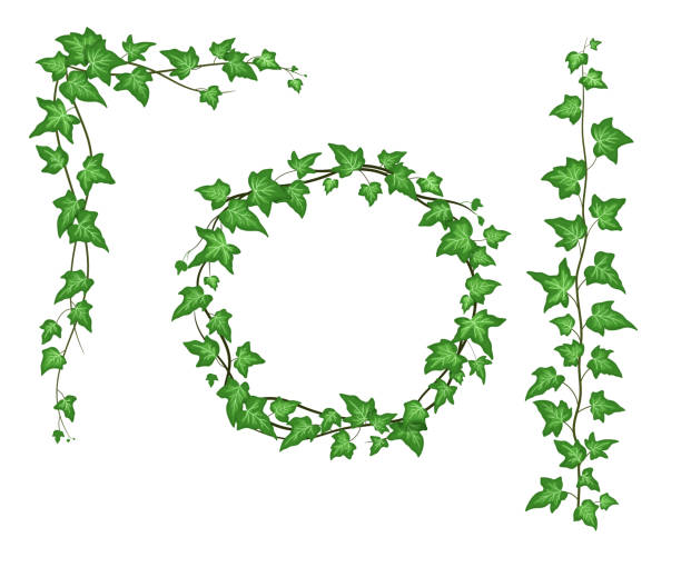 ilustrações, clipart, desenhos animados e ícones de canto ivy isolado em fundo branco, subindo videira com folhas verdes. trepadeira de desenho animado vetor, coroa redonda - ivy vine creeper plant leaf