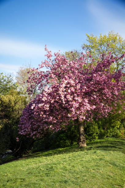 istock Japanese cherry blossom in spring 1411156497
