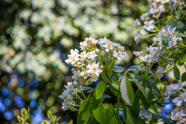 istock Mexican orange blossom in spring 1411156570