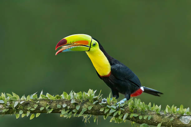 istock Rainbow-Billed Toucan or Keel-Billed toucan 1411157261