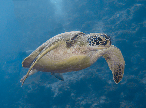A green turtle swimming in open water. copy space