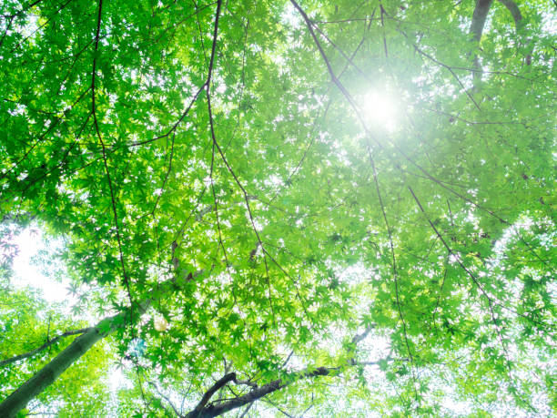 istock Fresh green Japanese Maple leaves 1411157791