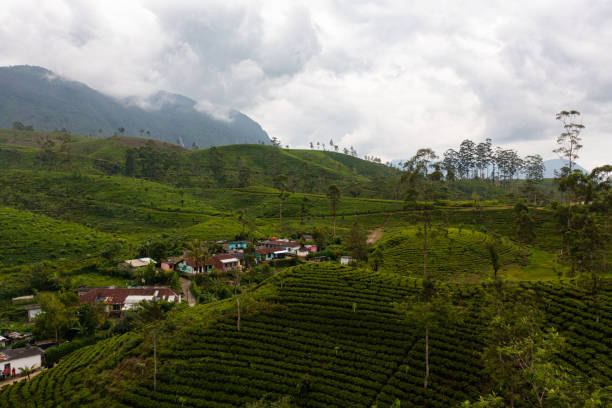 istock Tea plantations in Sri Lanka. 1411159486