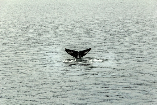 Southern right whale, an example of the Antarctic ecosystem submerging in the Beagle Channel. Patagonia, Tierra del Fuego, Argentina.