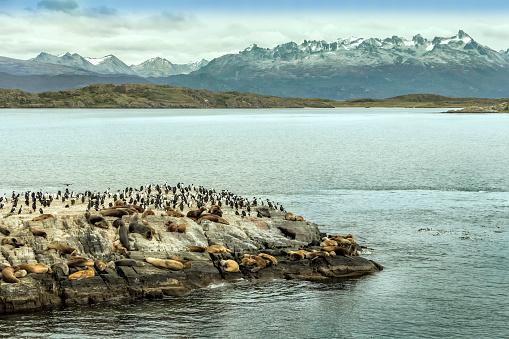 Sea Wolfs and Magellanic cormorants live together on an island near the city of Ushuaia, in the Beagle Channel, Tierra del Fuego, Patagonia, Argentina.