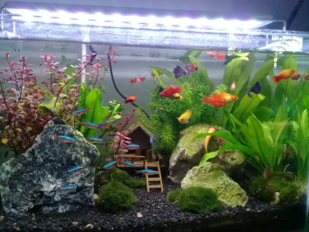 istock Aquascape with colorful fish 1411161954