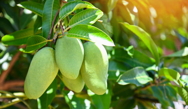 istock Mango hanging on the mango tree with leaf background in summer fruit garden orchard, young raw green mango fruit 1411162207