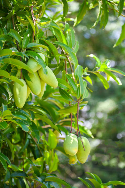 istock Mango hanging on the mango tree with leaf background in summer fruit garden orchard, young raw green mango fruit 1411162215