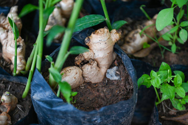 istock Ginger root on ground pot, nature ginger plant tree cultivate planting on soil , Growing ginger 1411162229