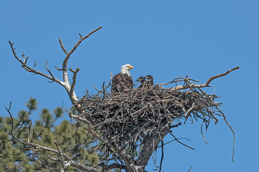 Bald Eagle with two eaglets in their high up nest safe from predators  near Lake George, Colorado in western USA.