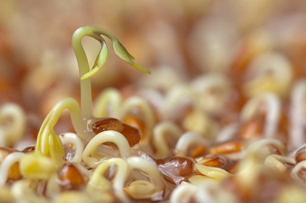 Close-up of a watercress seedling growing faster than others.