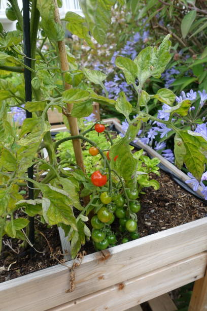 istock Vegetable garden  Cherry tomatoes in a planter  Summer season 1411165421