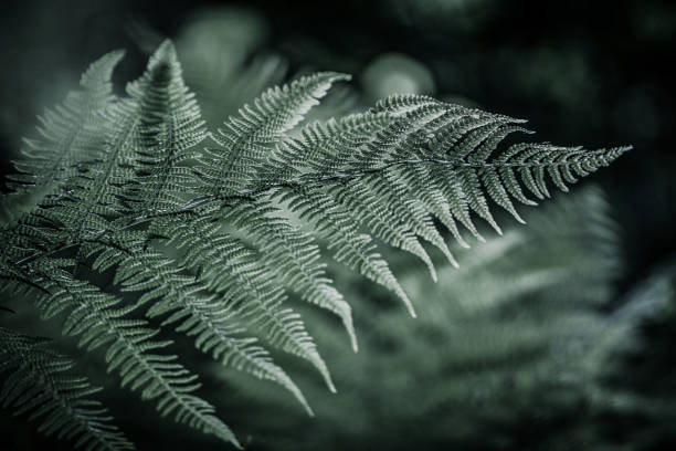 istock Green leaf nature pc wallpaper image stock 1411165498