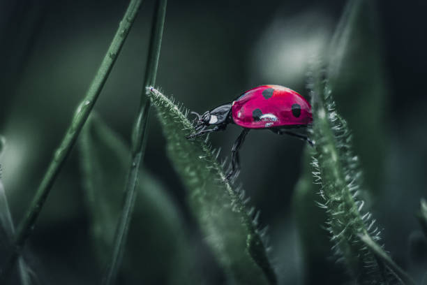 istock Beautiful bug nature pc wallpaper stock 1411166519