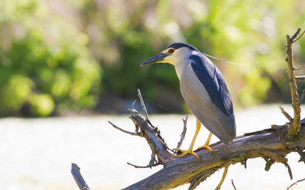 Night-heron, nycticorax. A bird sits by the water on an old leaning tree Night-heron, nycticorax. A bird sits by the water on an old leaning tree black crowned night heron nycticorax nycticorax stock pictures, royalty-free photos & images