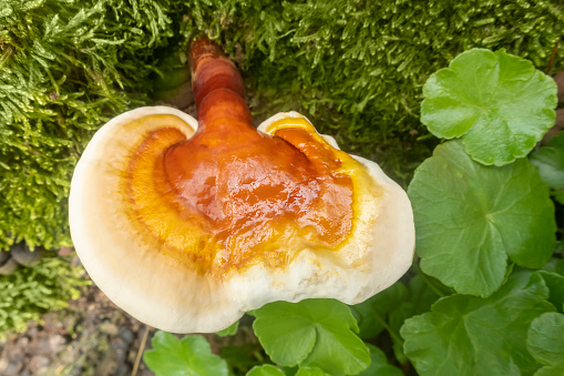 Ganoderma lucidum reishi mushroom in forest