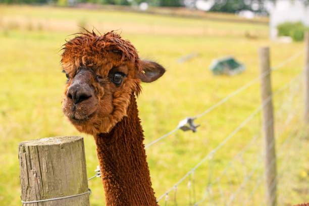 Alpaca portrait by a fence pole.