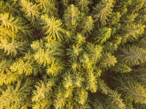 istock Spruce Forest on a Summer Day. Flat Lay Aerial View 1411168320