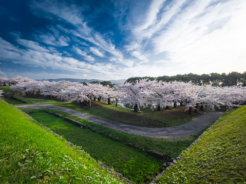 Goryokaku Park, a corridor of cherry blossoms in full bloom