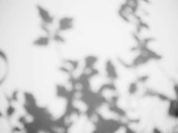 istock Blur Gray cement shadow leaves background. 1411169637