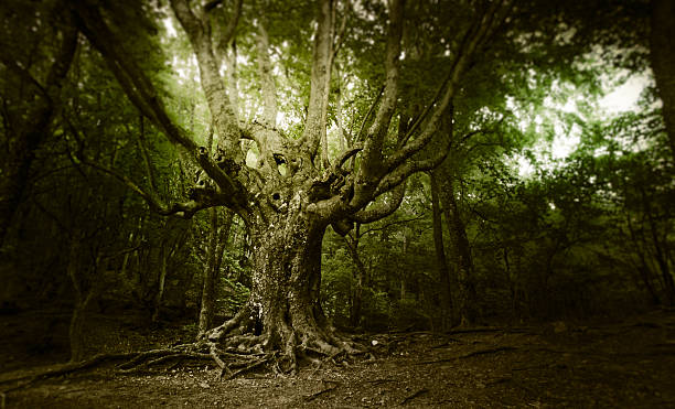 Tree In Tangled Tangled Branches of Trees in Forest · Free Stock Photo