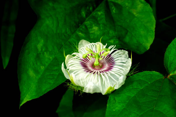 Close up on the centre part of a magnolia flower, with it's stigma and pistils