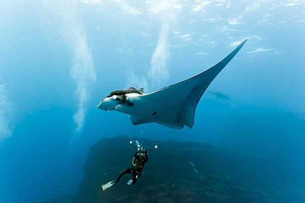 istock Manta and diver photographer on the reef 141117201