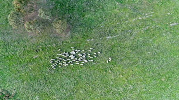 istock Merino Sheep out in the paddock 1411172357
