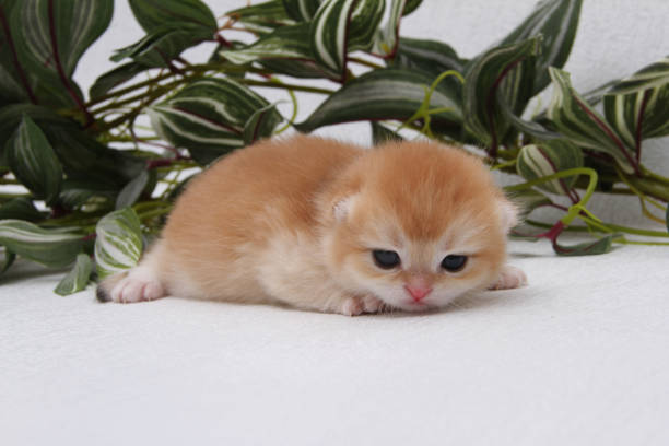 British shorthair kitten of golden color on white background and green leaves. Cute red chinchilla kitten. Pets at cozy home. Top down view web banner. Funny adorable pets cats. Postcard concept. gatito británico de pelo corto de color dorado sobre fondo blanco y hojas verdes. lindo gatito chinchilla rojo. mascotas en casa acogedora. banner web de vista de arriba hacia abajo. divertidos gatos adorables mascotas. concepto de postal