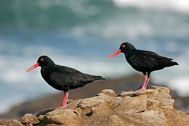 istock African black oystercatchers 141117322