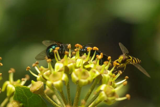 istock Nature. insect. bee. flower. butterfly. 1411173379