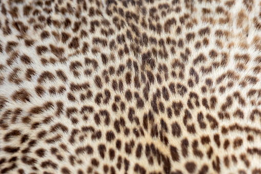 Detail of spotted leopard skin