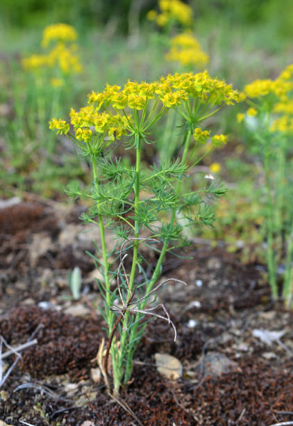 In spring, Euphorbia cyparissias blooms among herbs In the spring of wild herbs, Euphorbia cyparissias blooms cypress spurge stock pictures, royalty-free photos & images
