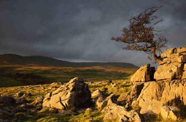 Ingleborough from Norber A windswept tree on Norber looking towards Ingleborough in the Yorkshire Dales. ingleborough stock pictures, royalty-free photos & images