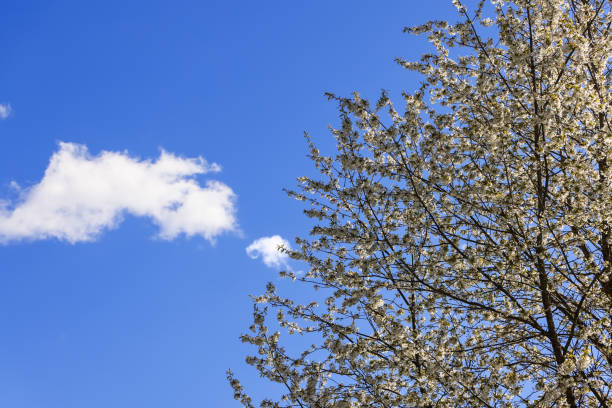 blühender schneeweißer apfelbaum und eine kleine weiße wolke vor strahlend blauem himmel, val di non - nonconforming stock-fotos und bilder