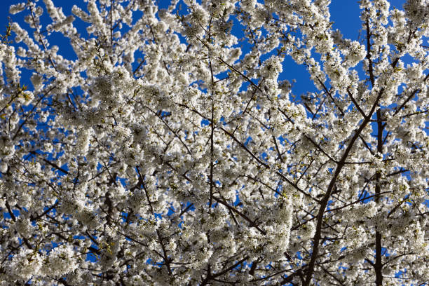 fülle schneeweißer blütenstände eines wilden apfelbaums im frühling vor strahlend blauem himmel, val di non, italien - nonconforming stock-fotos und bilder