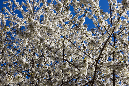 Abundance of snow-white inflorescences of a wild apple tree in spring against a bright blue sky, Val di Non, Italy