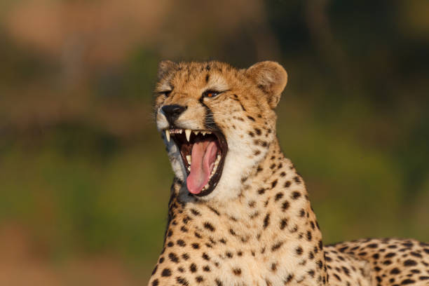 istock Yawning cheetah in a Game Reserve 1411181255