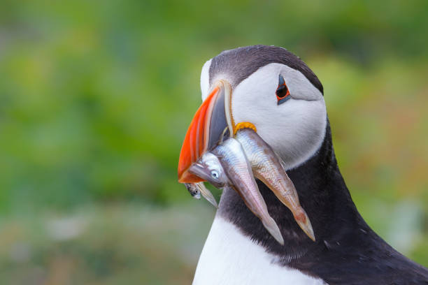 istock Atlantic puffin with a beak full of sandeels 1411181266