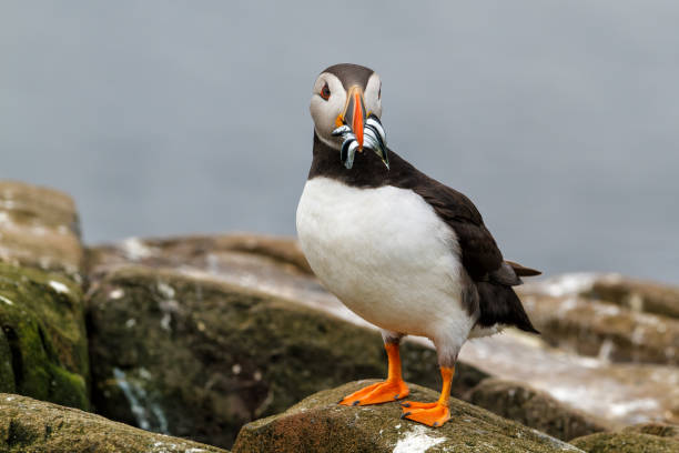 istock Atlantic puffin with a beak full of sandeels 1411181766