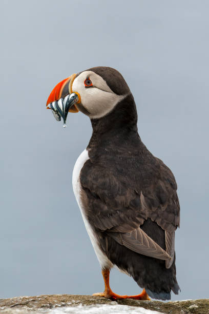istock Atlantic puffin with a beak full of sandeels 1411181800