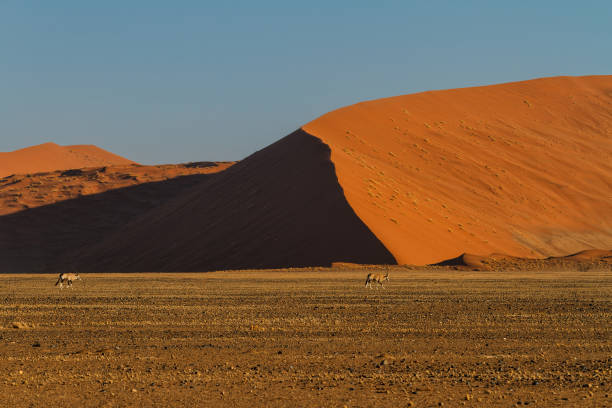 istock Oryx walking in Sossusvlei 1411181872