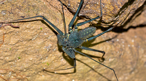 A low angle shot of a house spider(Tegenaria domestica) isolated on awhite background.