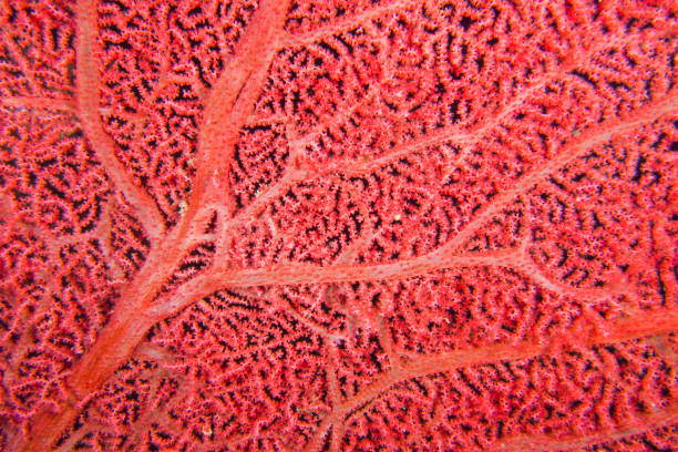 istock Sea Fan, Lembeh, Indonesia 1411182220