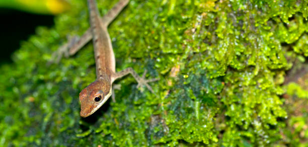 istock Anole Lizard, Corcovado National Park, Costa Rica 1411182263
