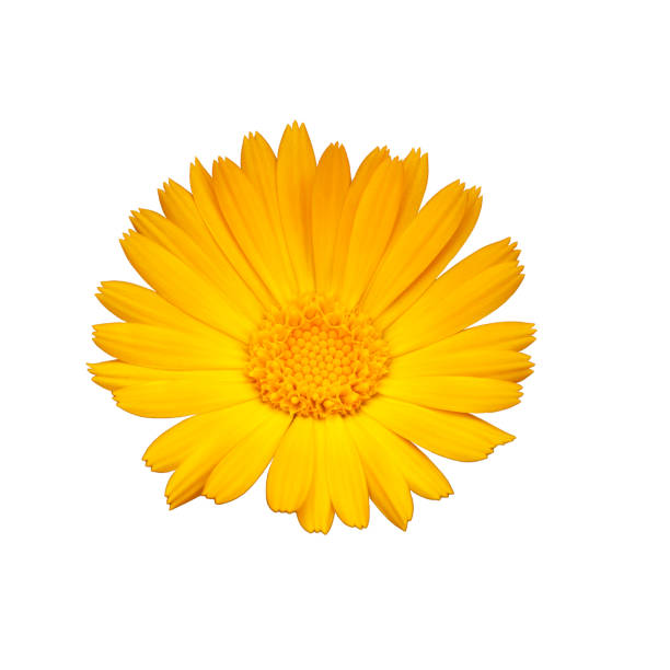 istock Yellow marigold flower on the white isolated background. 1411182520
