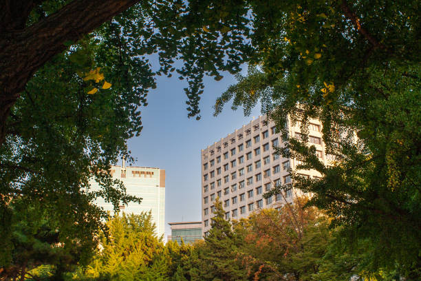 istock A view of a building seen through a Crack in a tree branch 1411182754